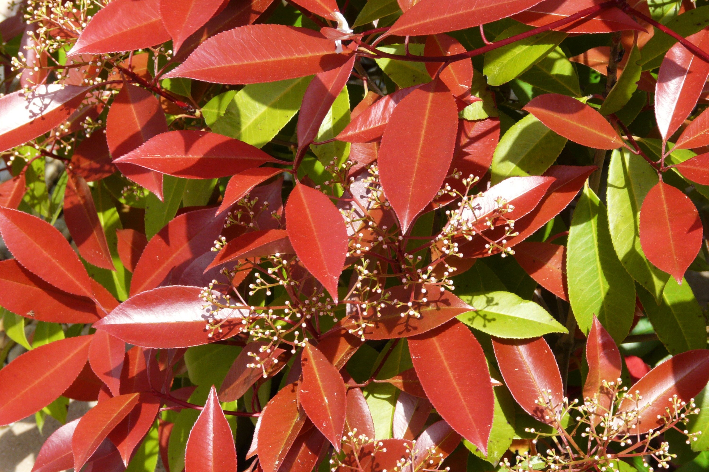 Wallpapers Nature Plants - Shrubs A l'abri des lances rouges.