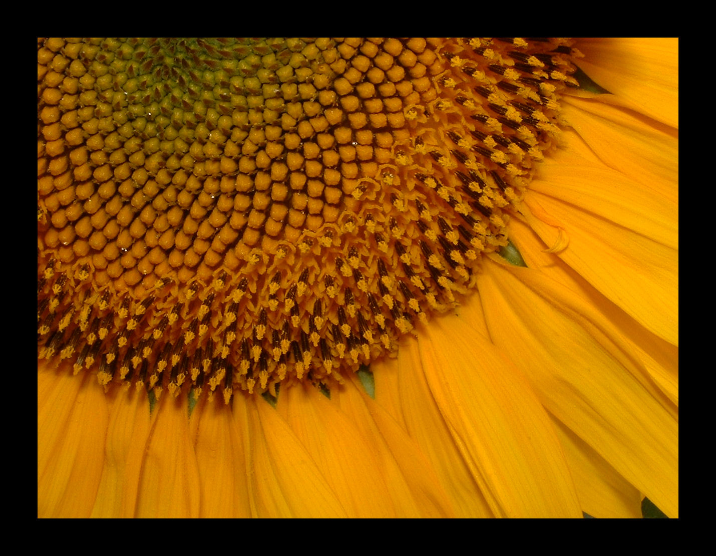 Fonds d'cran Nature Fleurs Sun flower