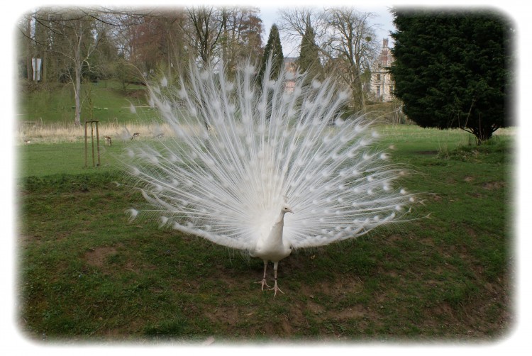 Wallpapers Animals Birds - Peacocks Blanc