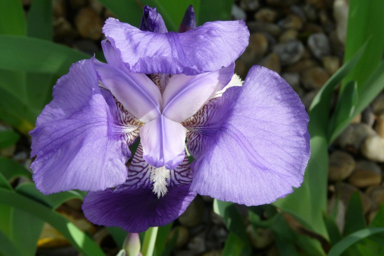 Fonds d'cran Nature Fleurs iris bleu sauvage