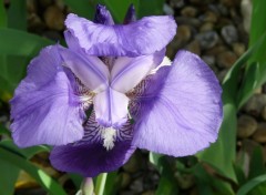 Fonds d'cran Nature iris bleu sauvage