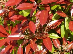 Fonds d'cran Nature A l'abri des lances rouges.