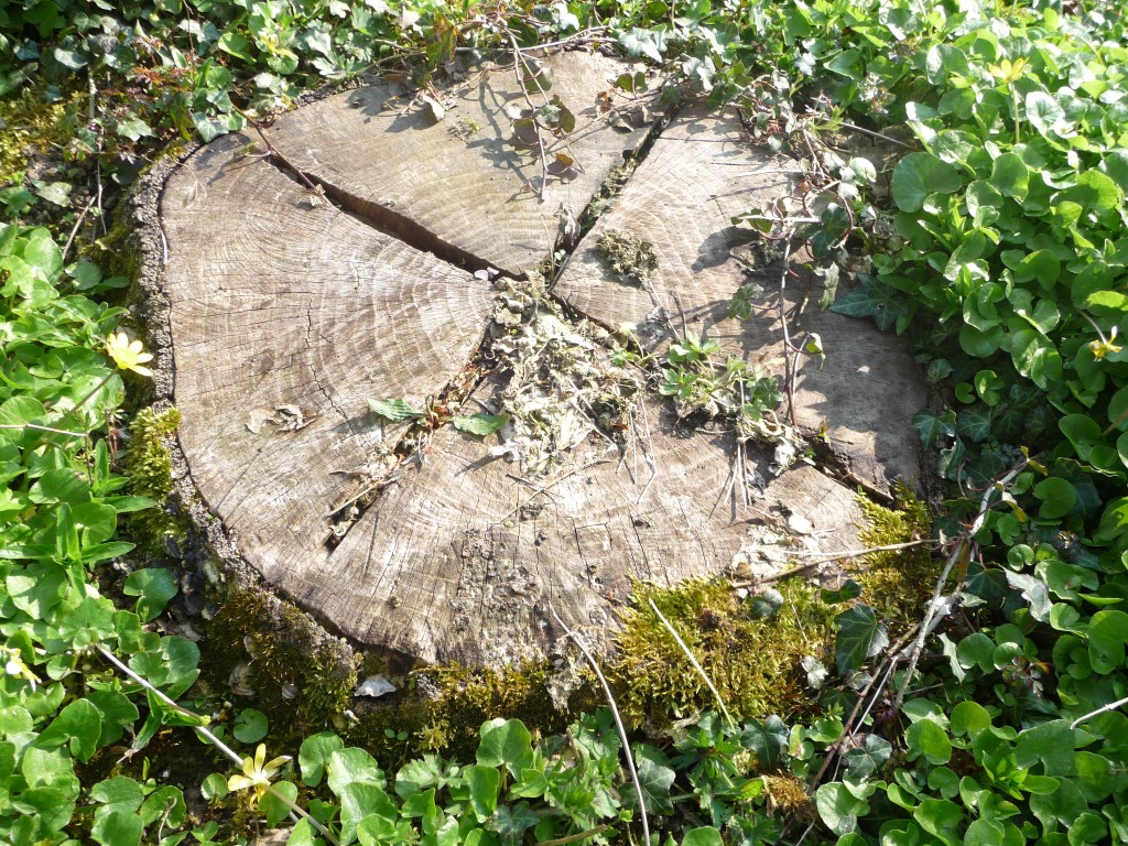 Fonds d'cran Nature Arbres - Forts une souche bien verte