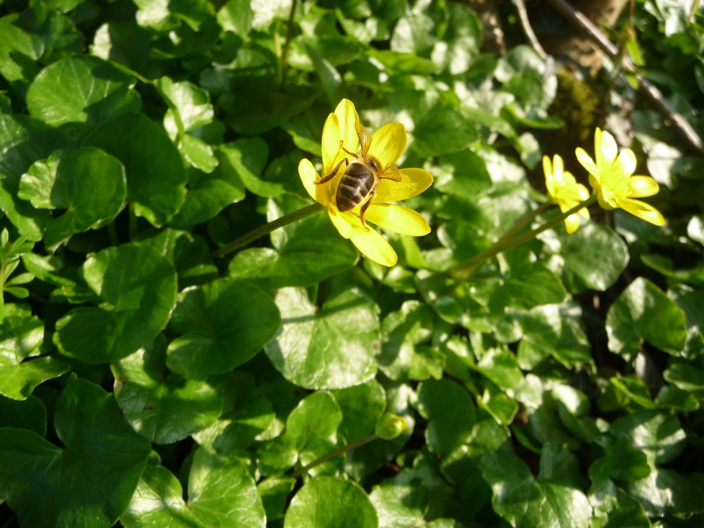 Wallpapers Nature Flowers une abeille butine