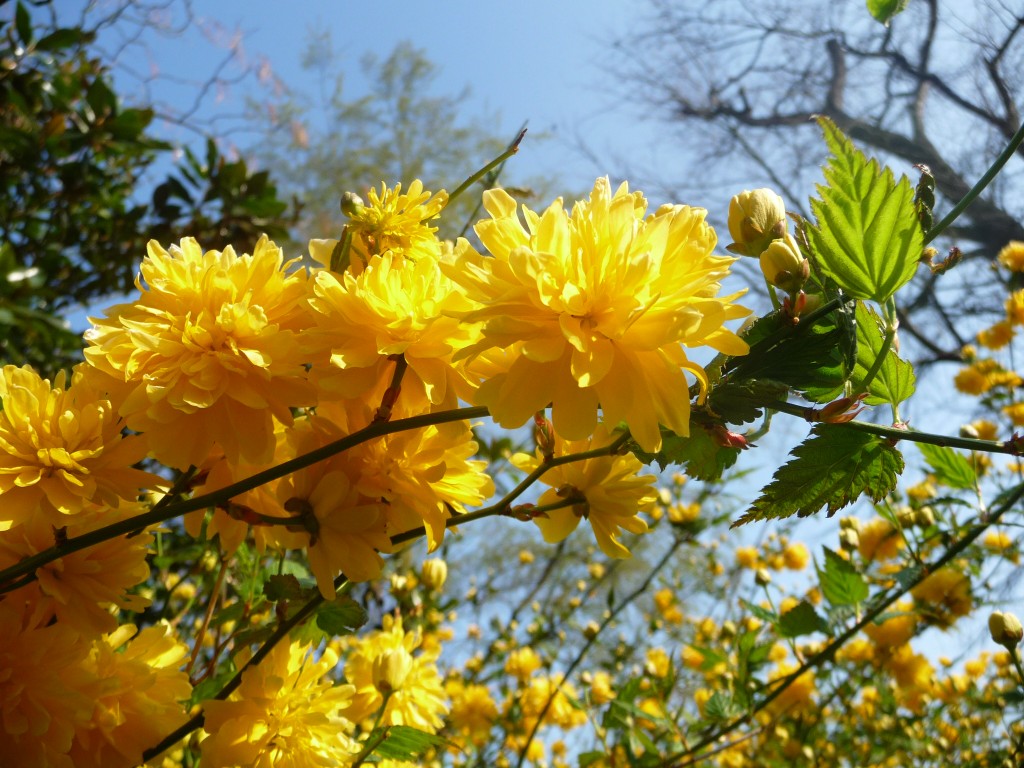 Fonds d'cran Nature Fleurs de jolies fleus dans l'azur