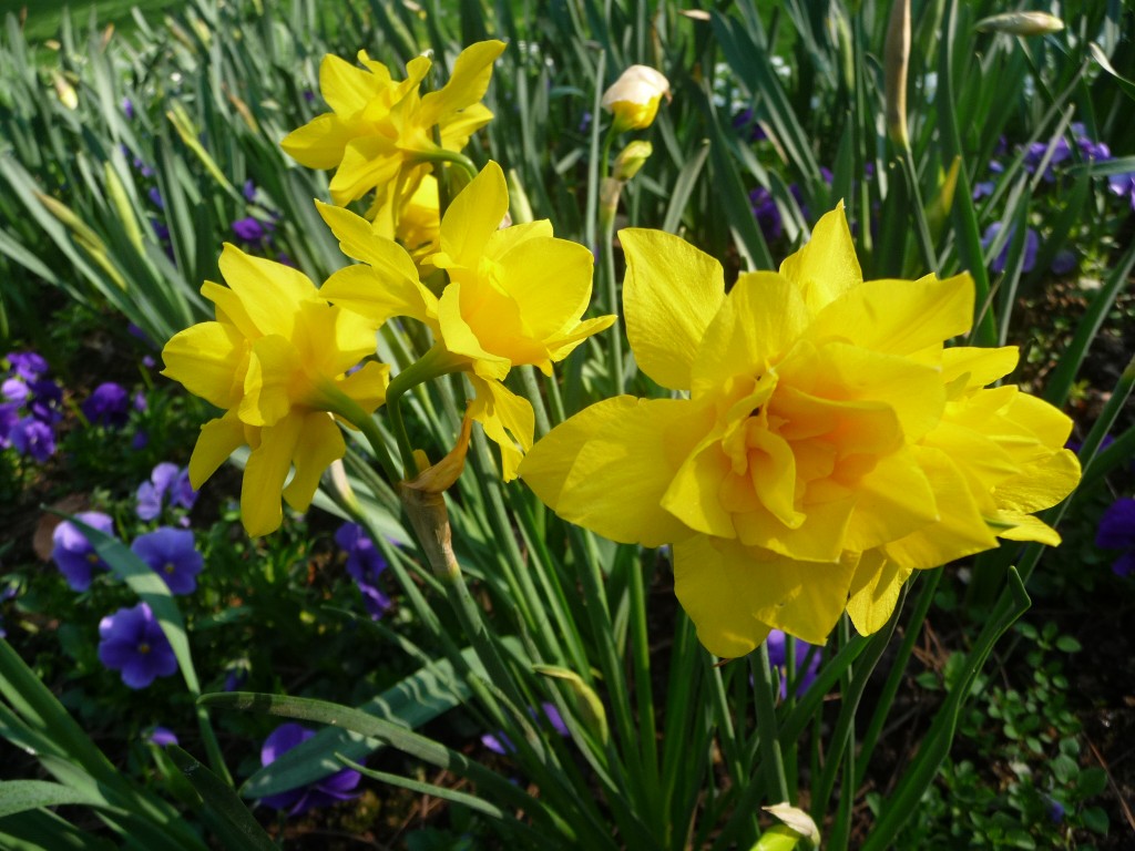 Fonds d'cran Nature Fleurs un narcisse au soleil