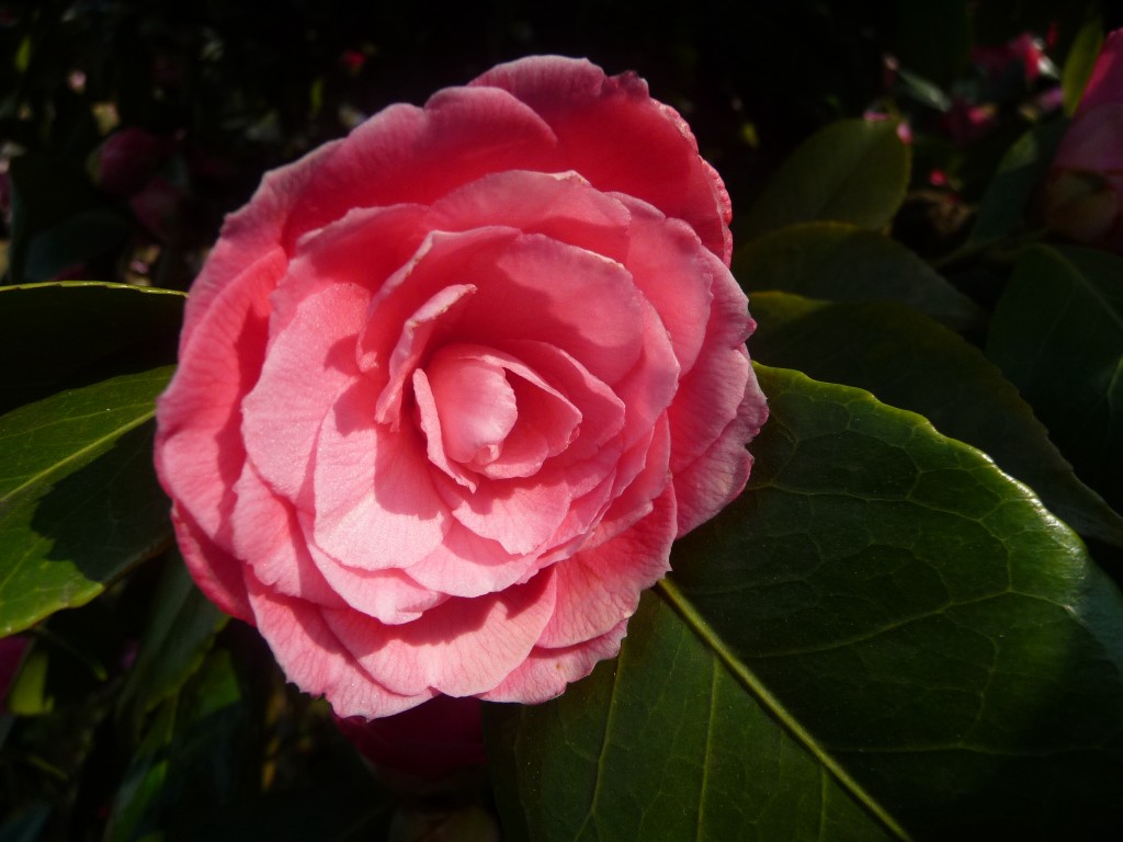 Fonds d'cran Nature Fleurs au nom de la rose