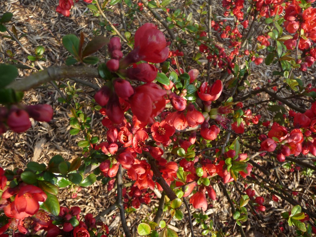 Fonds d'cran Nature Fleurs de si belles fleurs rouges