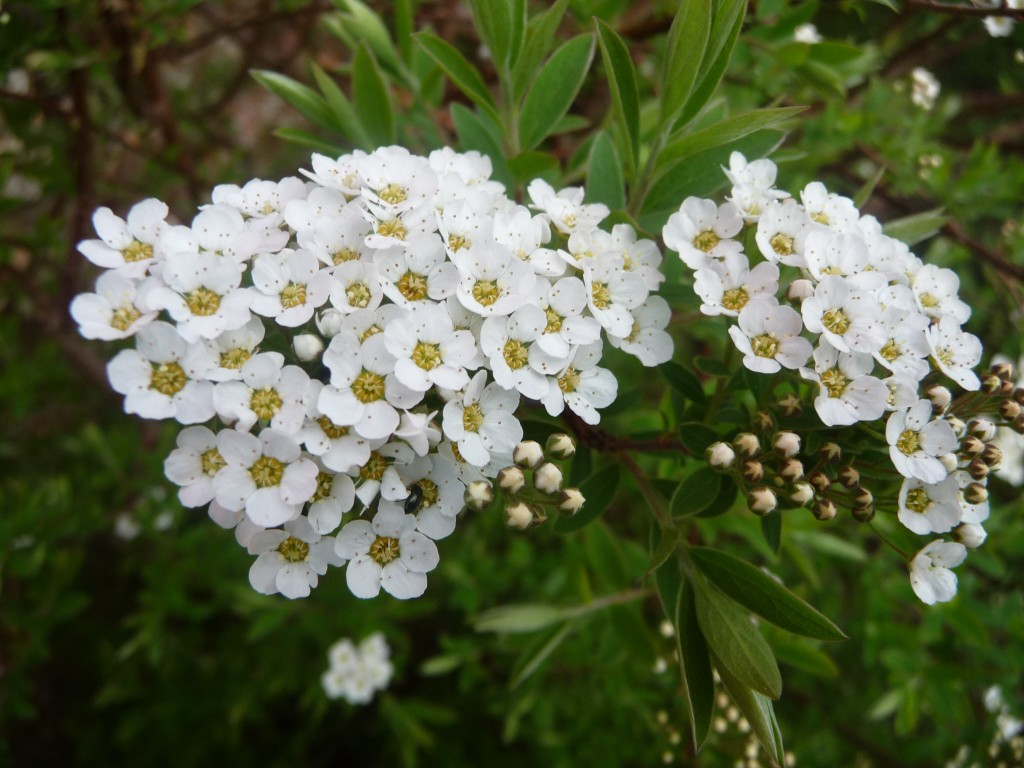 Fonds d'cran Nature Fleurs de la dentelle naturelle