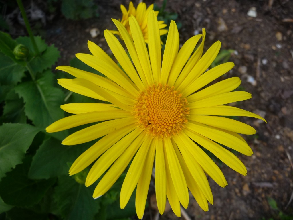 Wallpapers Nature Flowers aun centre du soleil