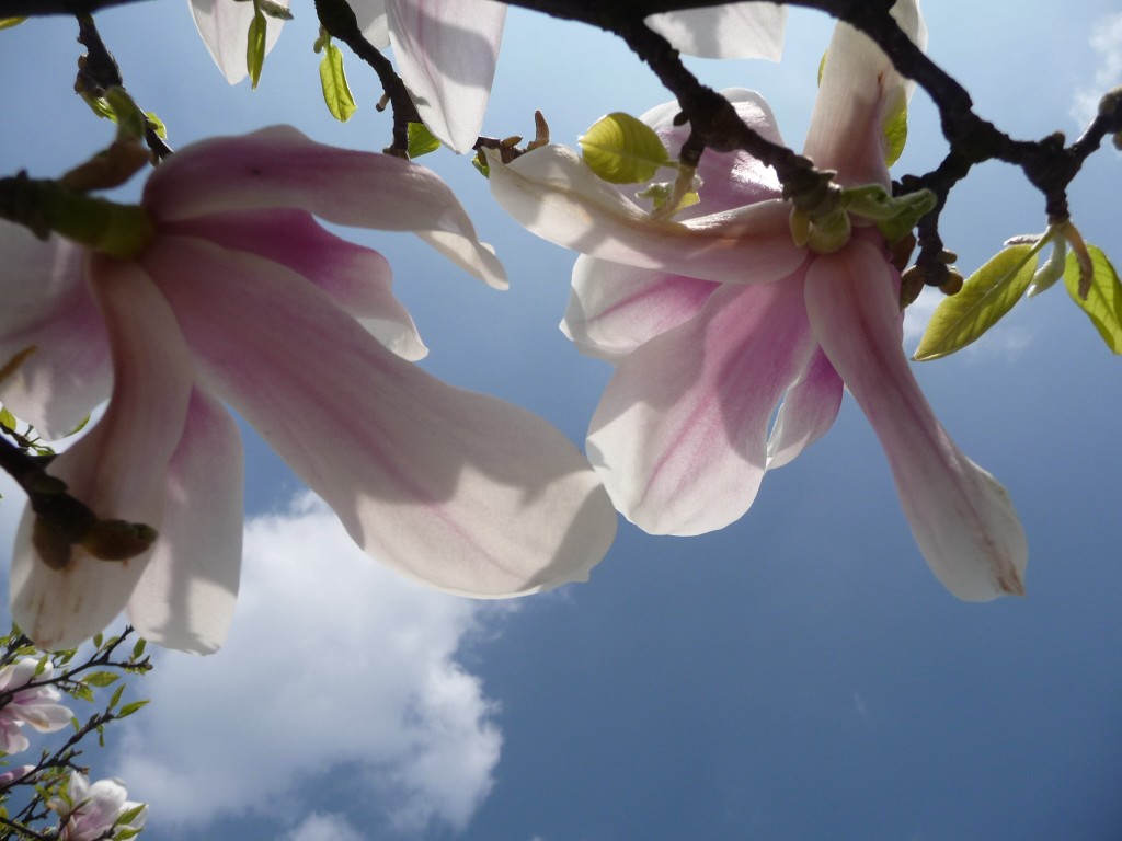 Fonds d'cran Nature Fleurs au centre du nuage