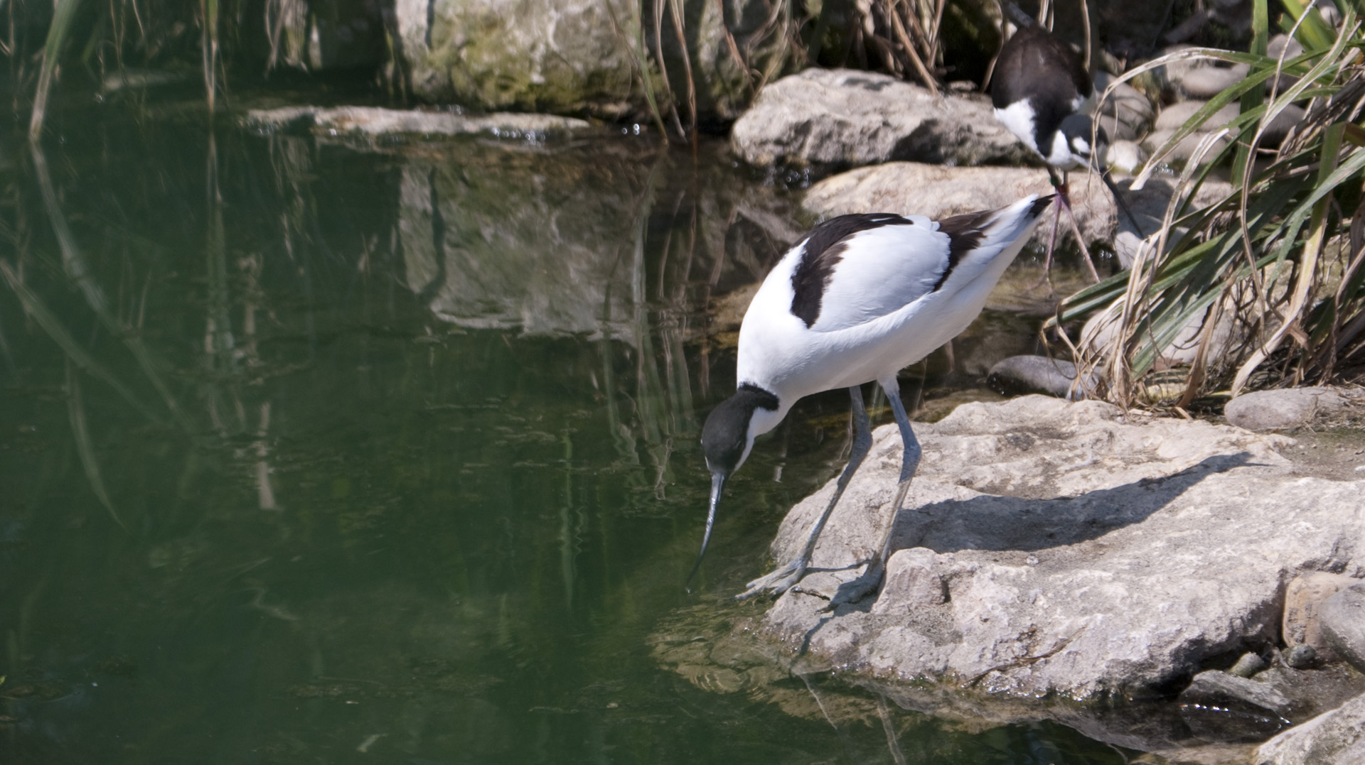 Fonds d'cran Animaux Oiseaux - Divers oiseaux