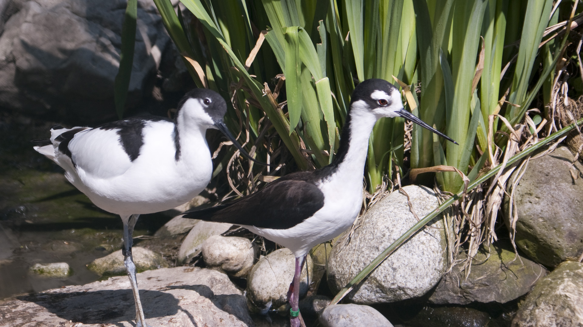 Fonds d'cran Animaux Oiseaux - Divers 