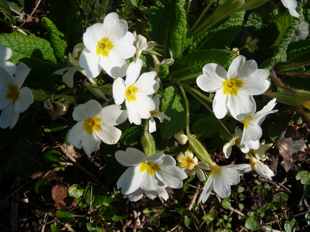 Fonds d'cran Nature Fleurs de si belles primevres