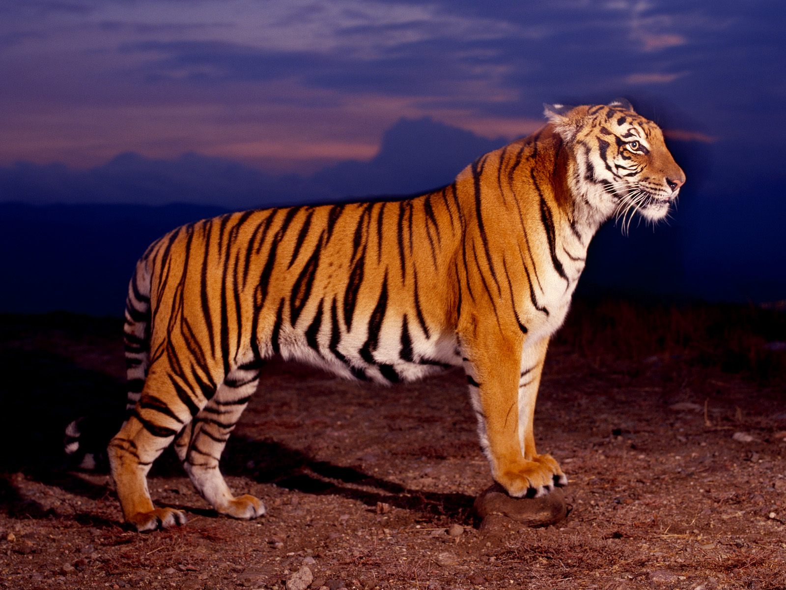 Wallpapers Animals Felines - Tigers La proie n'est pas loin