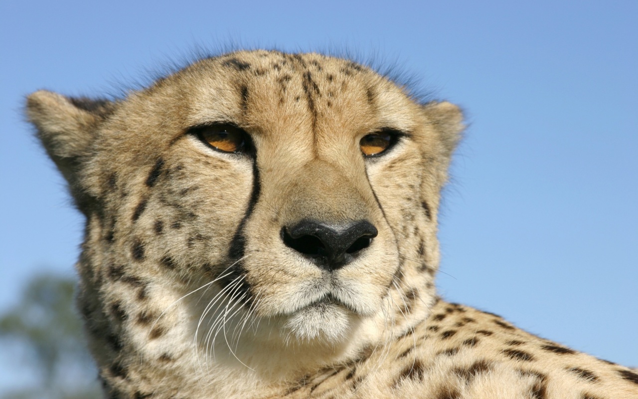 Fonds d'cran Animaux Flins - Gupards Yeux couleur miel...