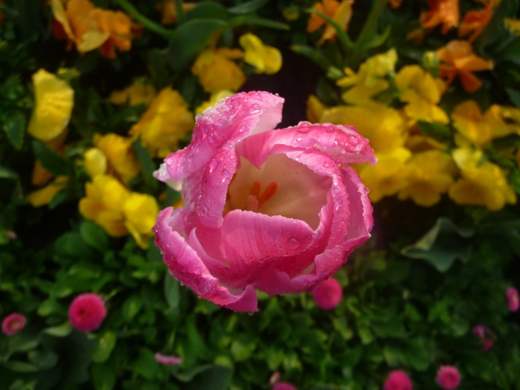 Fonds d'cran Nature Fleurs elle en transpire de bonheur