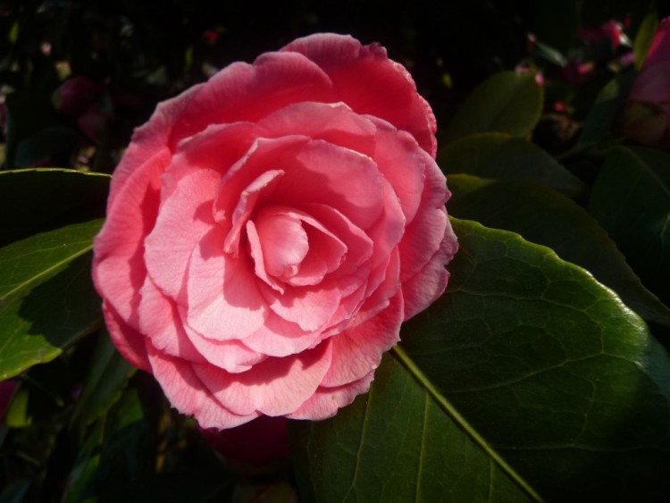 Fonds d'cran Nature Fleurs au nom de la rose