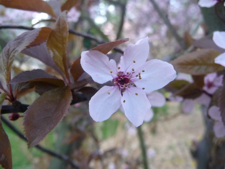 Wallpapers Nature Flowers au centre du prunus