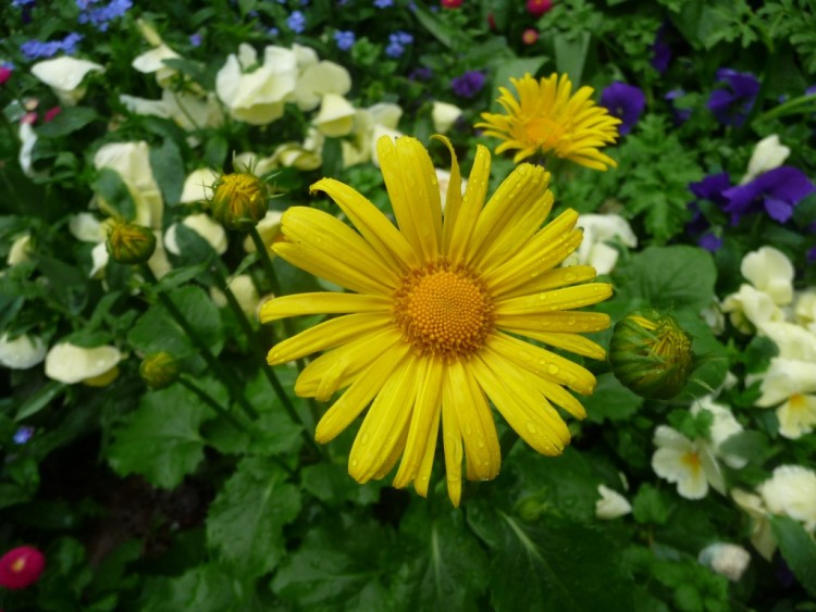 Fonds d'cran Nature Fleurs au centre du vert