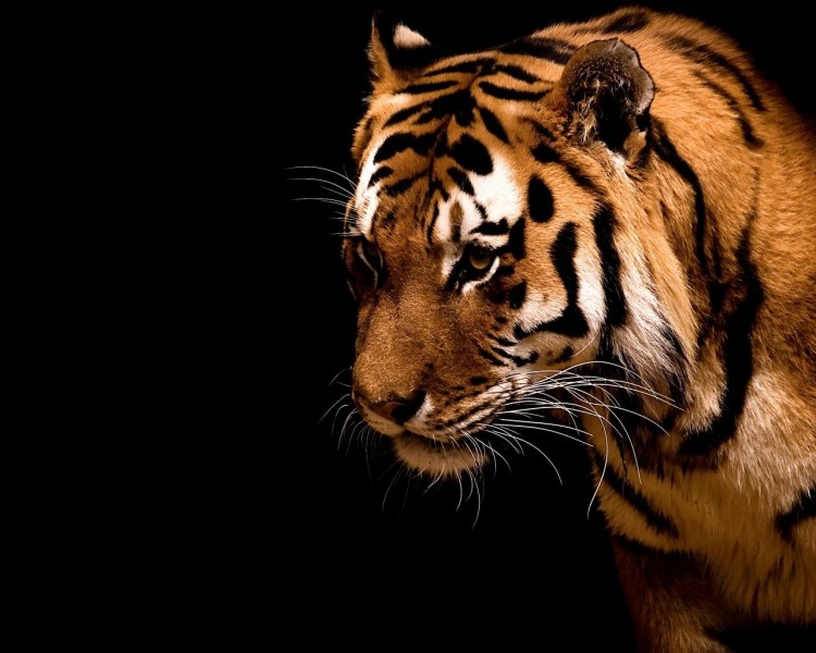 Wallpapers Animals Felines - Tigers Tigre [