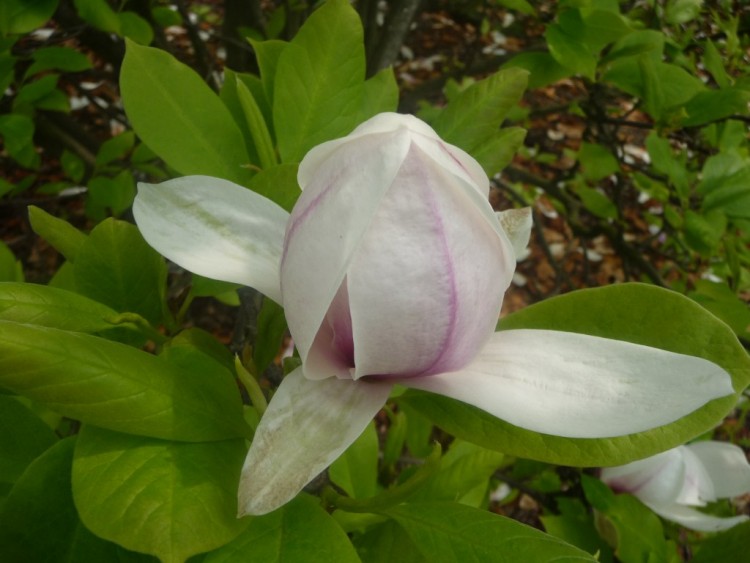 Wallpapers Nature Flowers un magnolia endormi