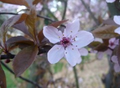 Wallpapers Nature au centre du prunus