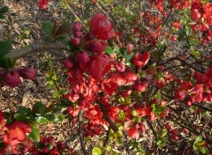 Fonds d'cran Nature de si belles fleurs rouges