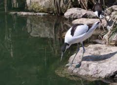 Fonds d'cran Animaux oiseaux