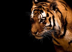 Wallpapers Animals Tigre [