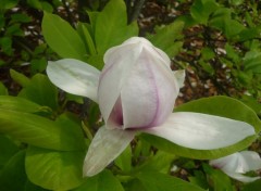 Wallpapers Nature un magnolia endormi