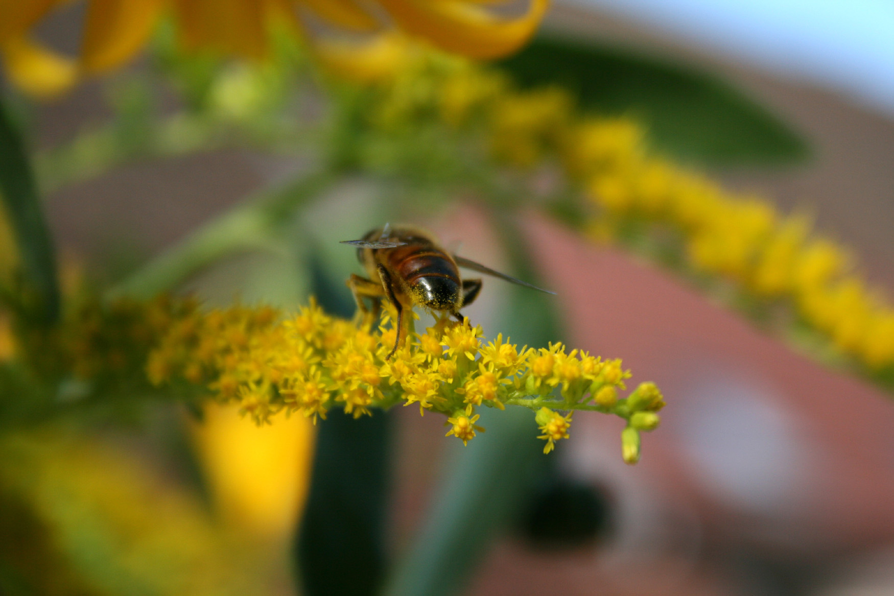 Fonds d'cran Animaux Insectes - Abeilles Gupes ... 