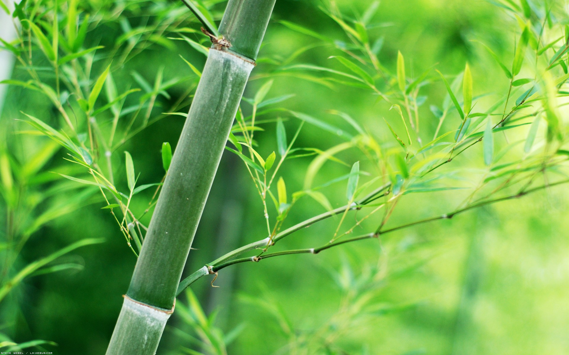 Fonds d'cran Nature Plantes - Arbustes Canne de bambou