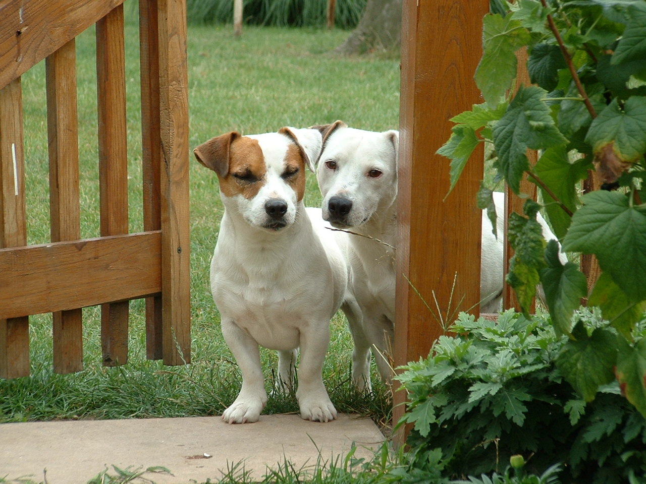 Fonds d'cran Animaux Chiens Amis??