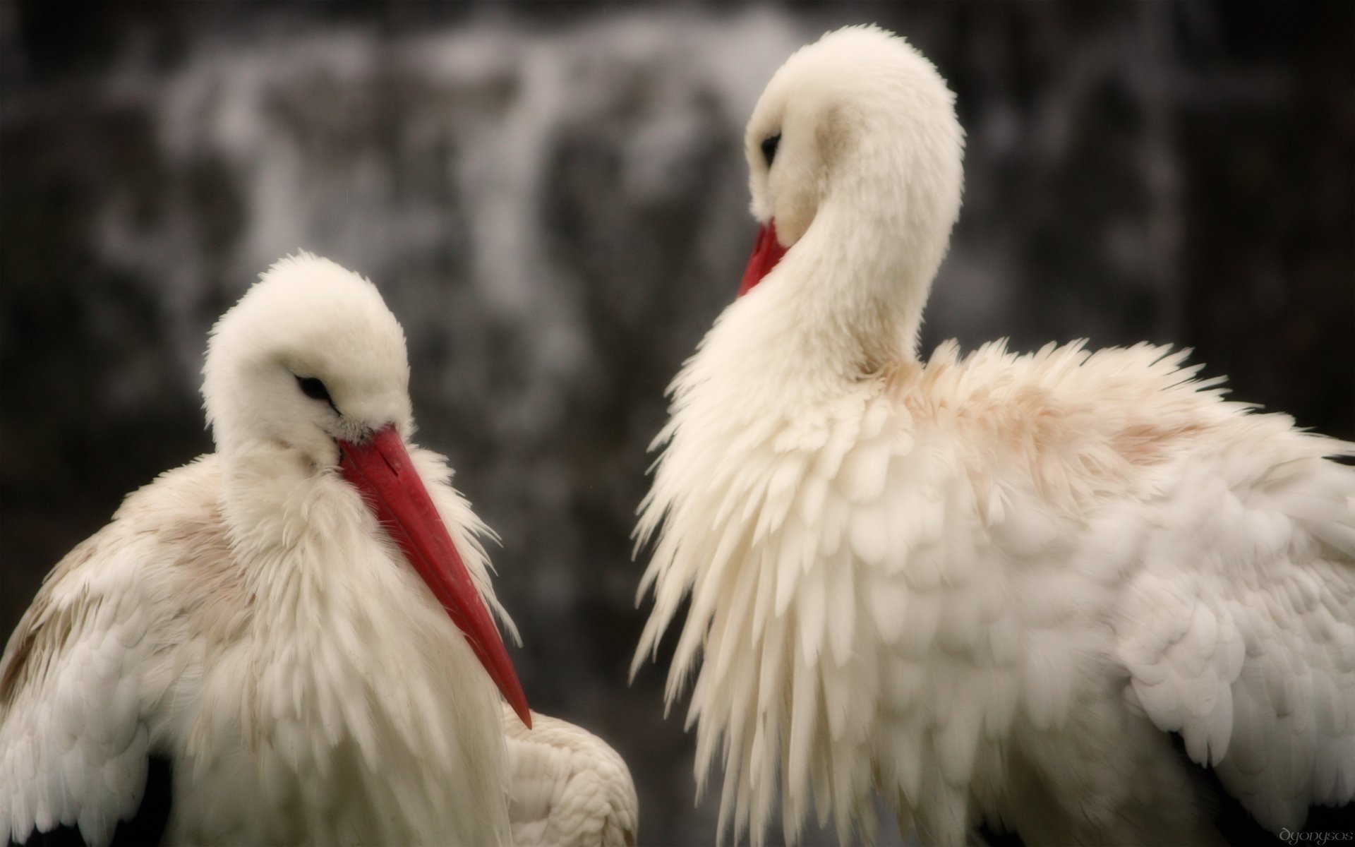 Wallpapers Animals Birds - Storks Cigognes