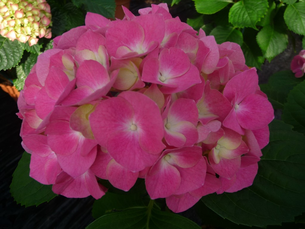 Fonds d'cran Nature Fleurs la splendeur de l'ortensia