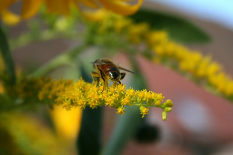 Fonds d'cran Animaux Insectes - Abeilles Gupes ... Wallpaper N230564