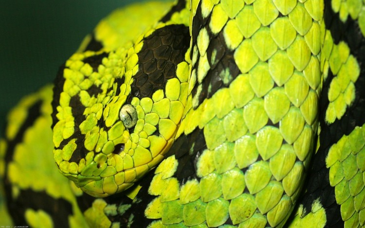 Wallpapers Animals Snakes Ssssserpent