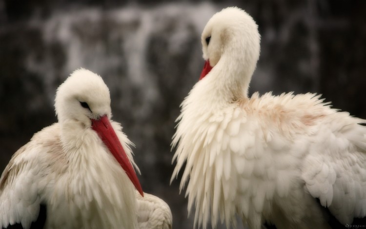 Fonds d'cran Animaux Oiseaux - Cigognes Cigognes