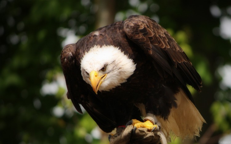 Wallpapers Animals Birds - Eagles Aigle