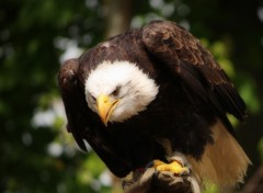 Fonds d'cran Animaux Aigle