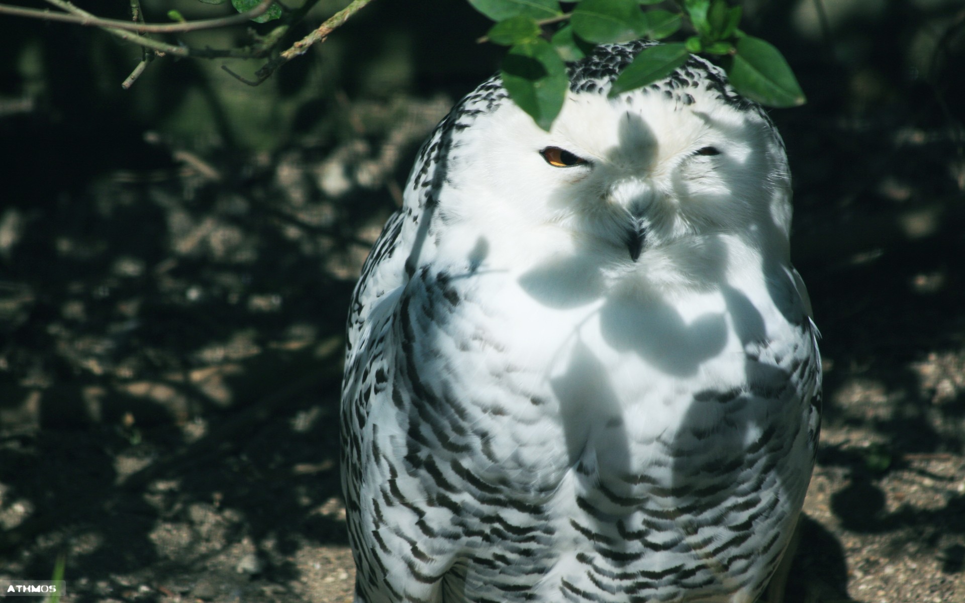 Fonds d'cran Animaux Oiseaux - Hiboux et Chouettes Chouette une chouette !