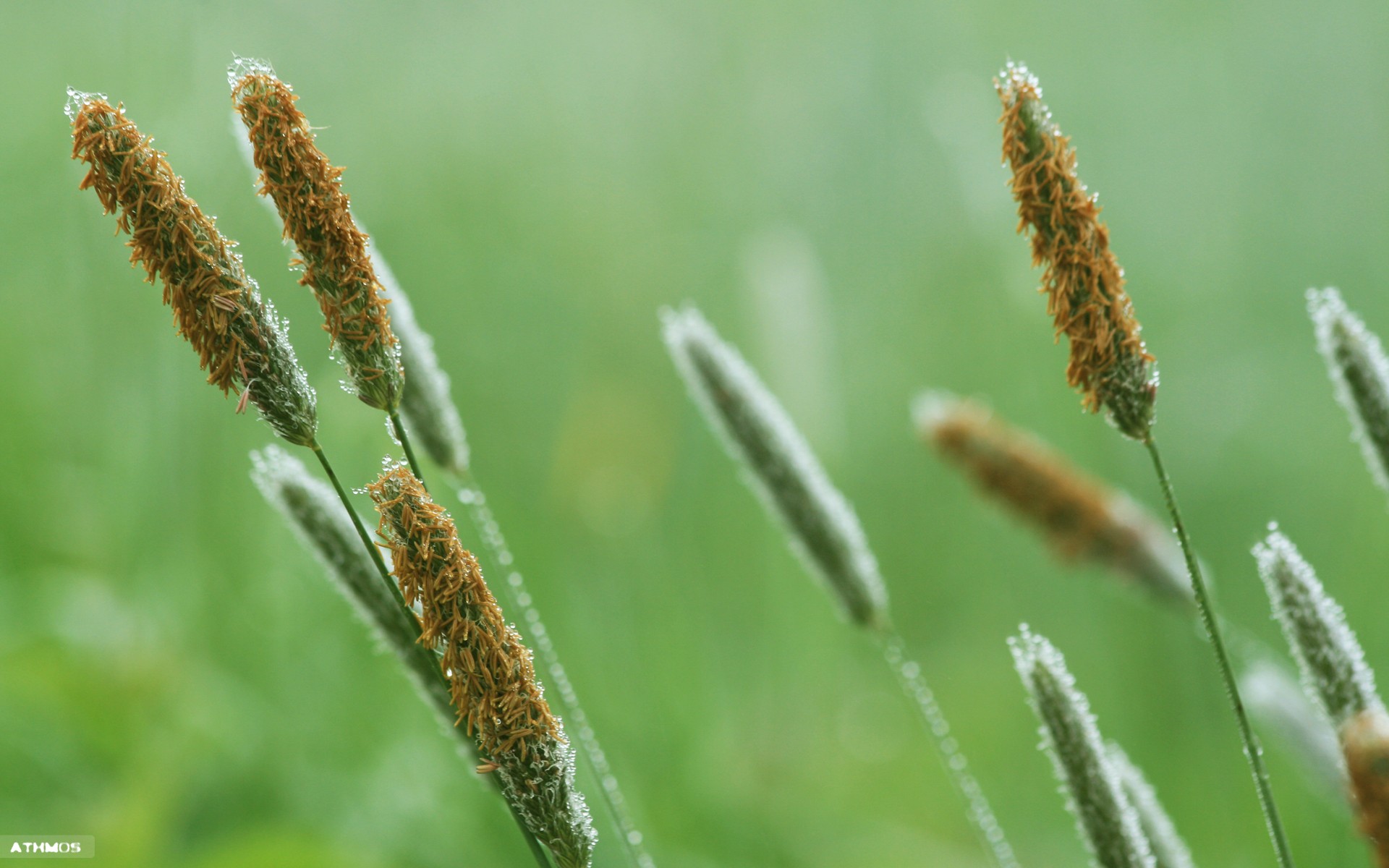 Wallpapers Nature Herbs Herbes au petit matin