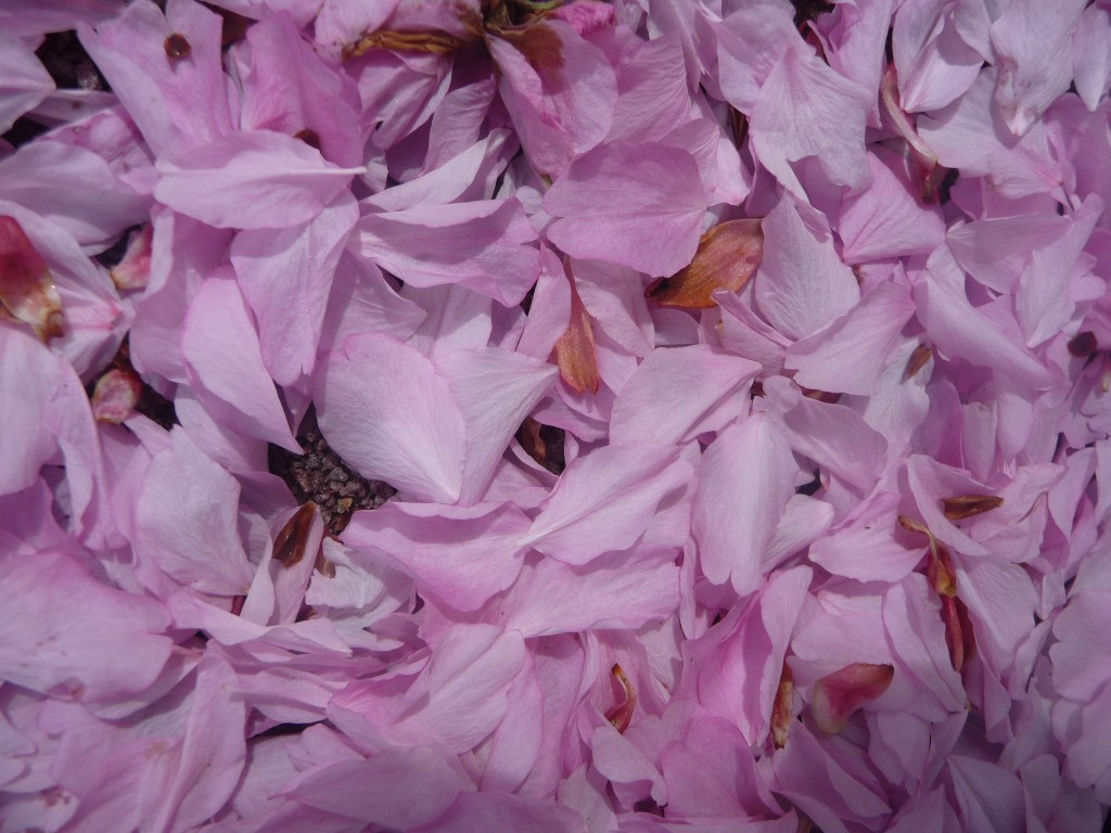 Fonds d'cran Nature Fleurs il a neigé en avril