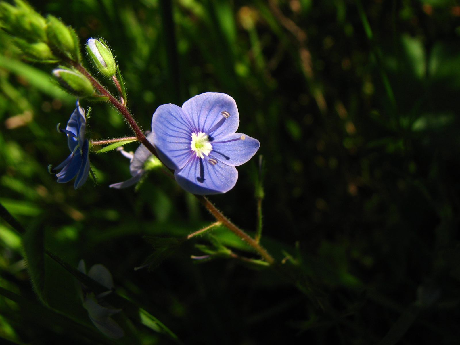 Wallpapers Nature Flowers Veronique petit chene