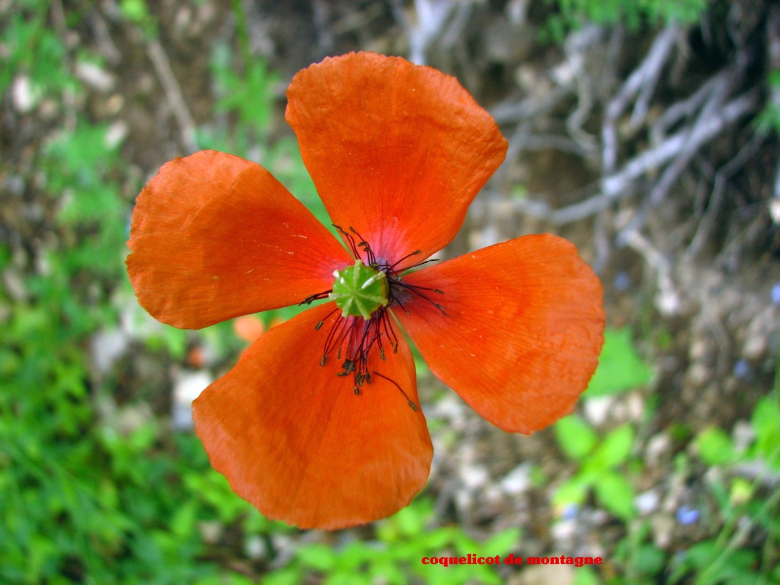 Fonds d'cran Nature Fleurs coquelicot de montagne