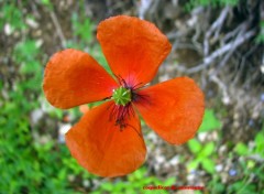 Fonds d'cran Nature coquelicot de montagne