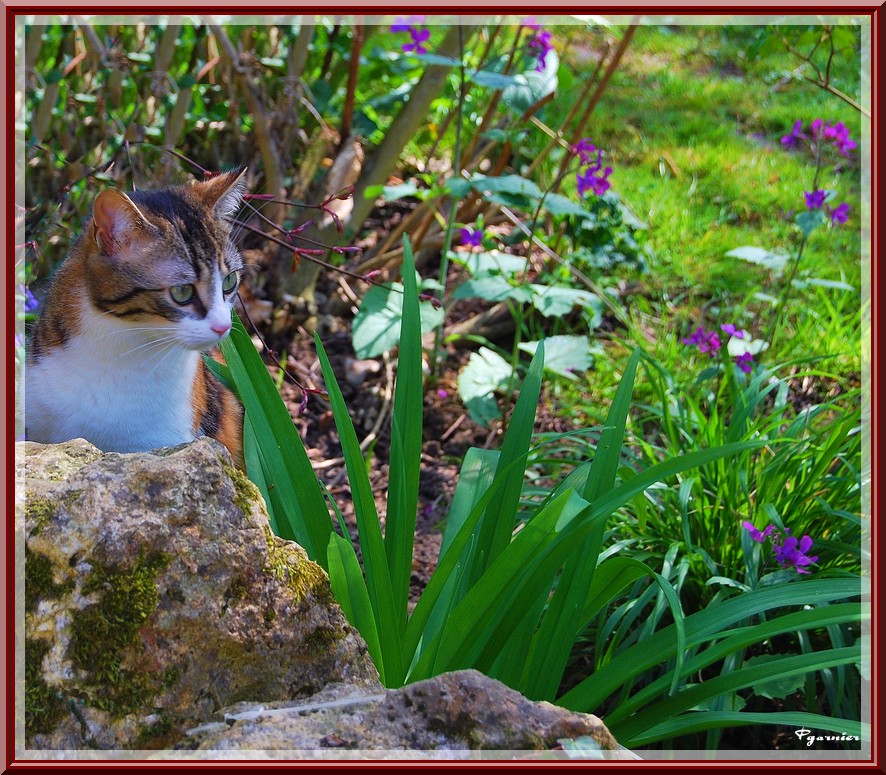 Wallpapers Nature Flowers Mouchette au jardin