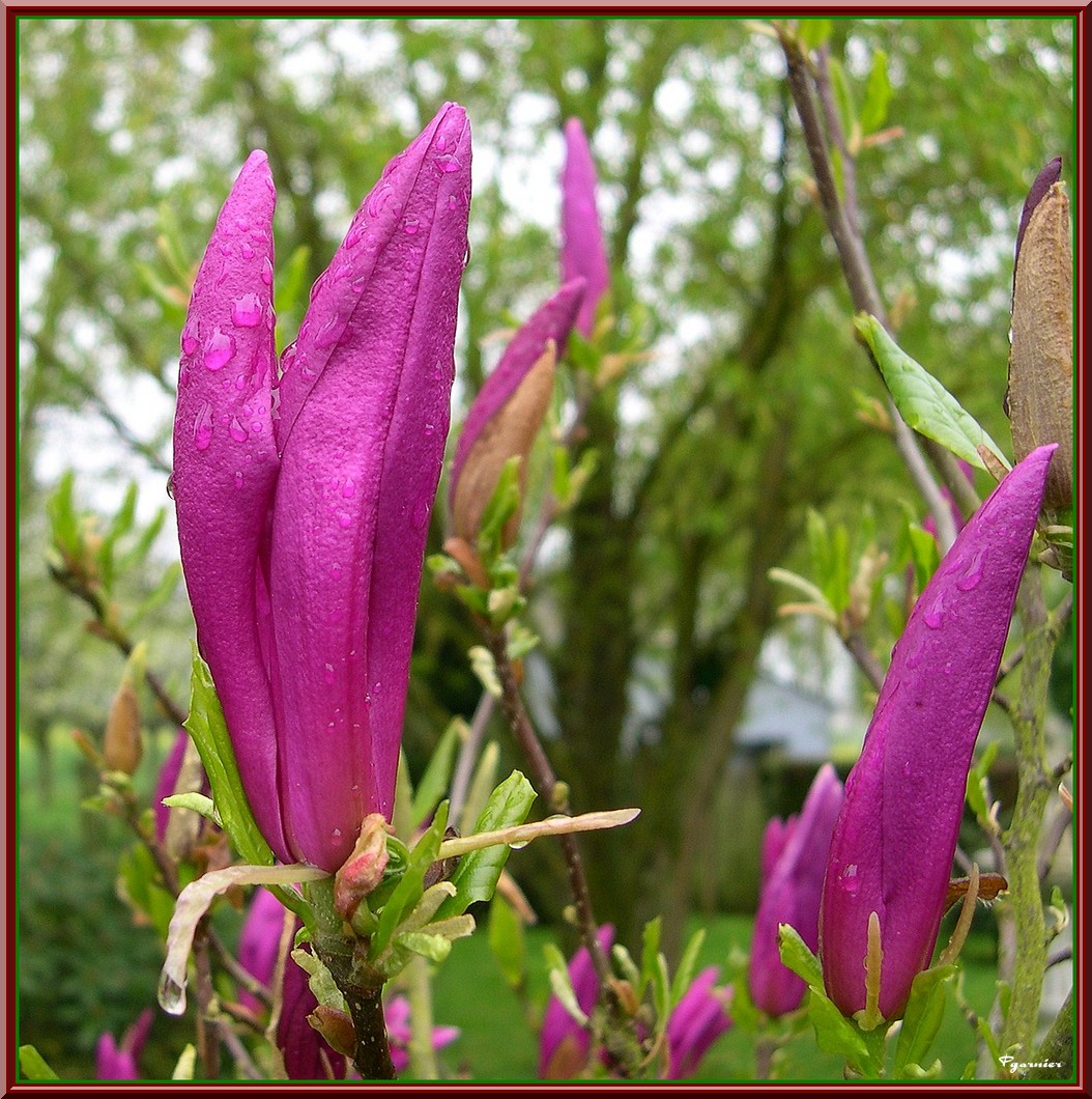 Wallpapers Nature Flowers Fleurs de printemps