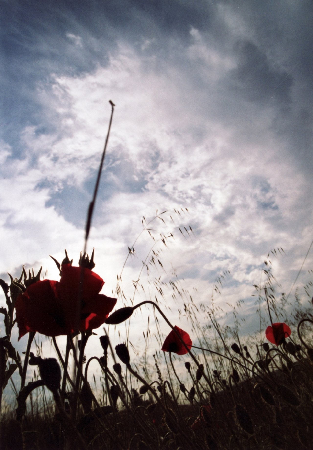 Wallpapers Nature Flowers Like butterflies